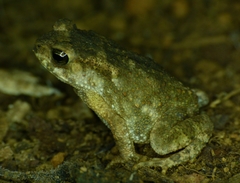 Indian Toad photo 1