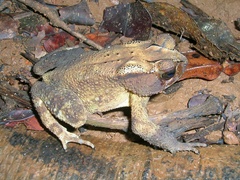 Indian Toad photo 2