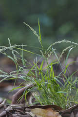 Eragrostis ciliaris