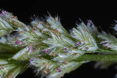 Eragrostis ciliaris