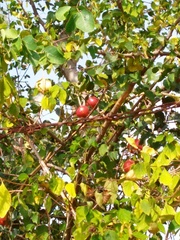 Flacourtia indica
