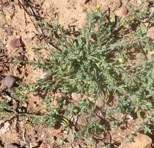 Image of Osteospermum calendulaceum by (c) Nicola van Berkel, some rights reserved (CC BY-SA)