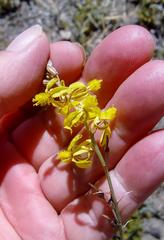 Bulbine annua