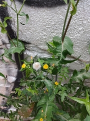 Sonchus oleraceus