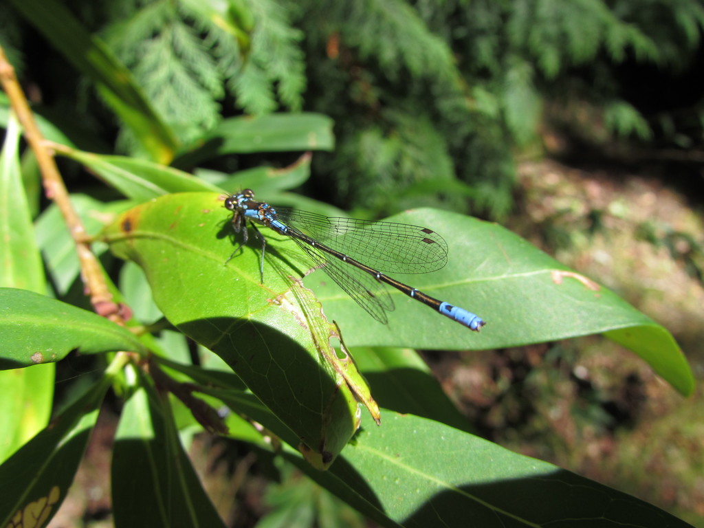 Antiagrion antigone