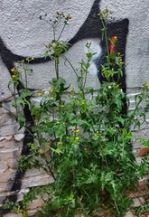 Sonchus oleraceus