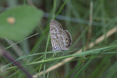 Leptotes pirithous
