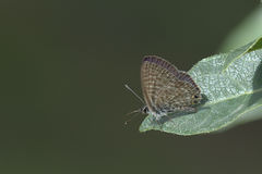 Leptotes pirithous