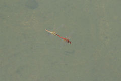 Sympetrum fonscolombii