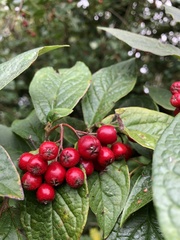 Cotoneaster bullatus