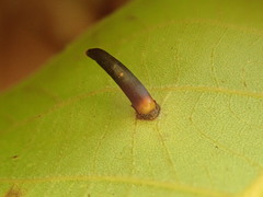 Caryomyia subulata