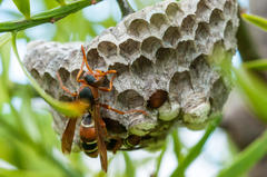 Polistes marginalis