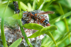 Polistes marginalis
