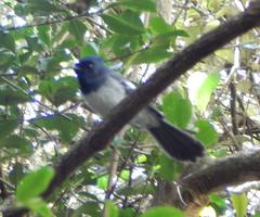 Trochocercus cyanomelas cyanomelas