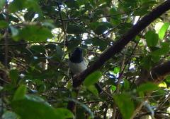 Trochocercus cyanomelas cyanomelas