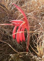 Cyrtanthus tuckii transvaalensis