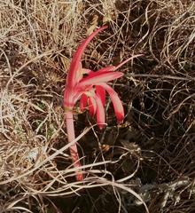 Cyrtanthus tuckii transvaalensis