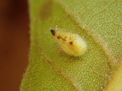 Caryomyia eumaris