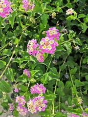 Lantana camara
