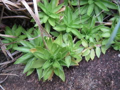 Craterocapsa tarsodes