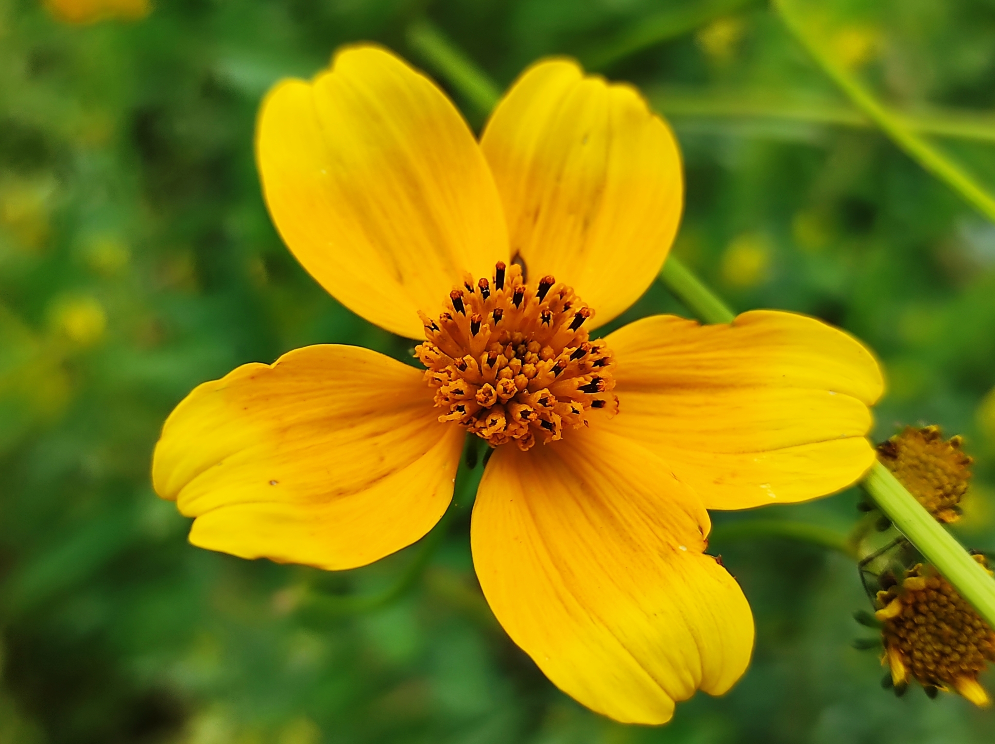 Arizona beggarticks (Bidens aurea) · iNaturalist