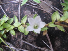 Craterocapsa tarsodes