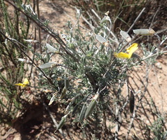 Lotononis dahlgrenii