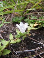 Craterocapsa tarsodes