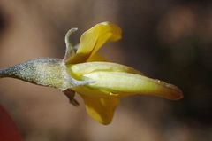 Lotononis dahlgrenii