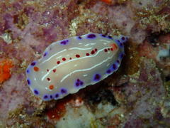 Hypselodoris capensis