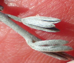 Lotononis dahlgrenii