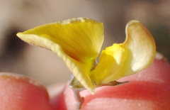 Lotononis dahlgrenii