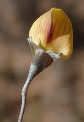 Lotononis dahlgrenii