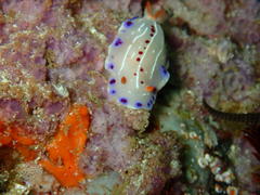 Hypselodoris capensis