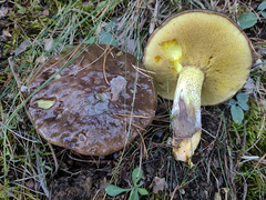 Suillus mediterraneensis