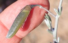 Lotononis dahlgrenii