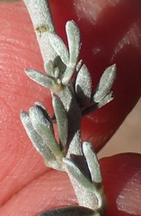 Lotononis dahlgrenii