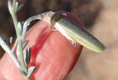 Lotononis dahlgrenii