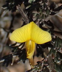 Lotononis dahlgrenii