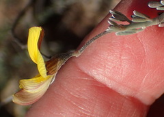 Lotononis dahlgrenii