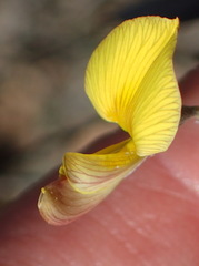 Lotononis dahlgrenii