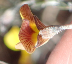 Lotononis dahlgrenii