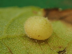 Caryomyia antennata
