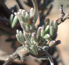 Lotononis dahlgrenii