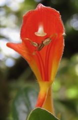 Columnea lepidocaula