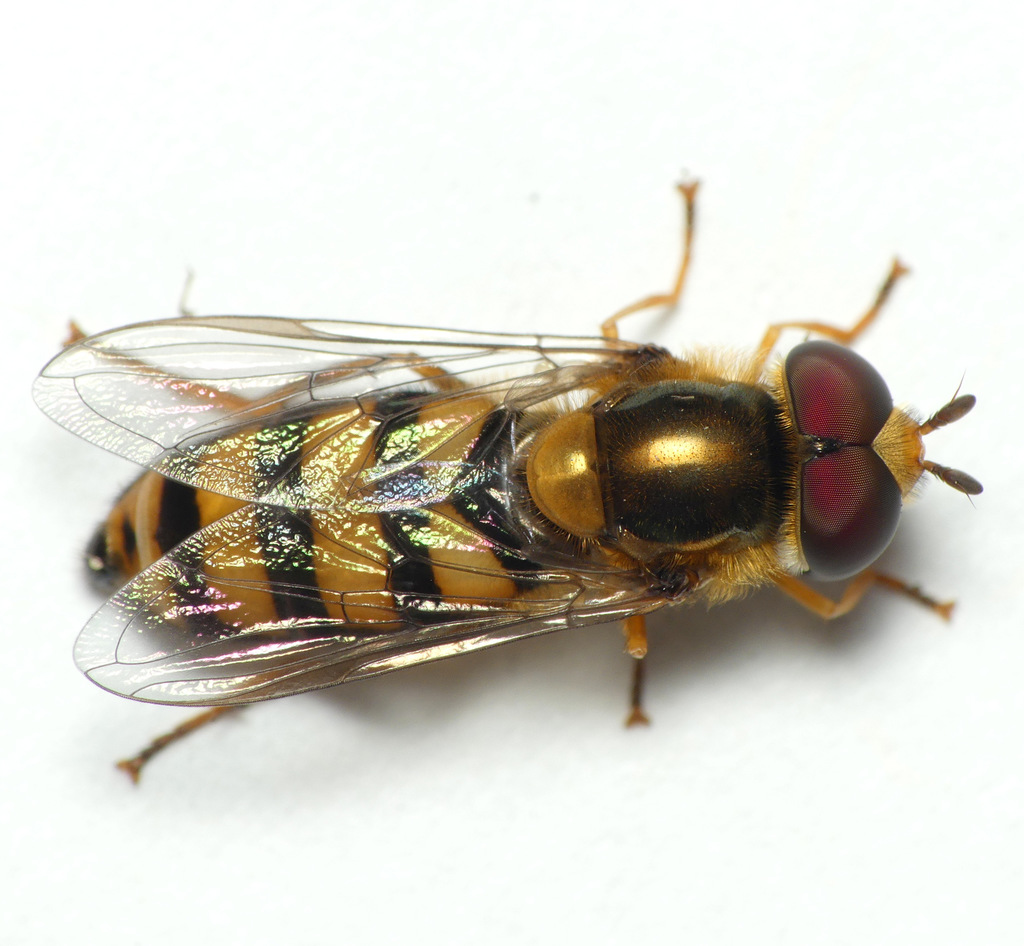 Long-tailed Aphideater