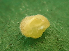 Caryomyia antennata