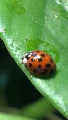 Harmonia axyridis