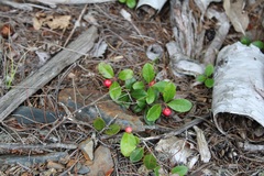 Gaultheria procumbens — photo 3