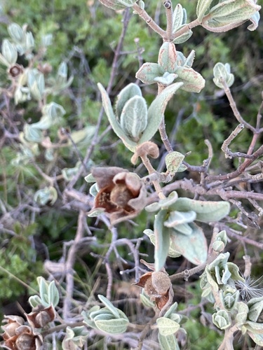 Cistus albidus